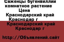 Саженцы бугенвиллии, комнатное растение. › Цена ­ 100 - Краснодарский край, Краснодар г.  »    . Краснодарский край,Краснодар г.